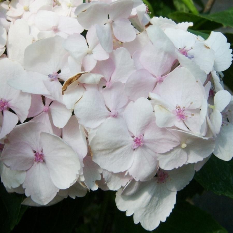 гортензия крупнолистная Мадам Эмиль Мулье, С2 - Dolina-Sad.Ru