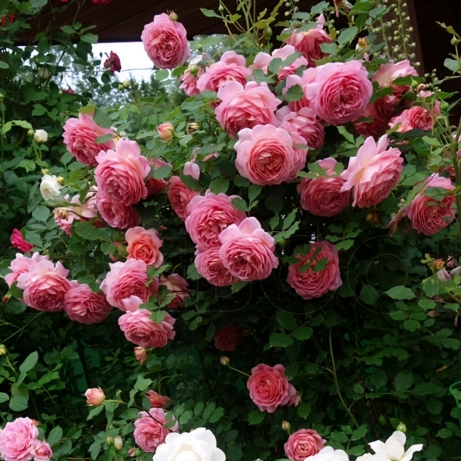 Роза Джубили Селебрейшн - Dolina-Sad.Ru