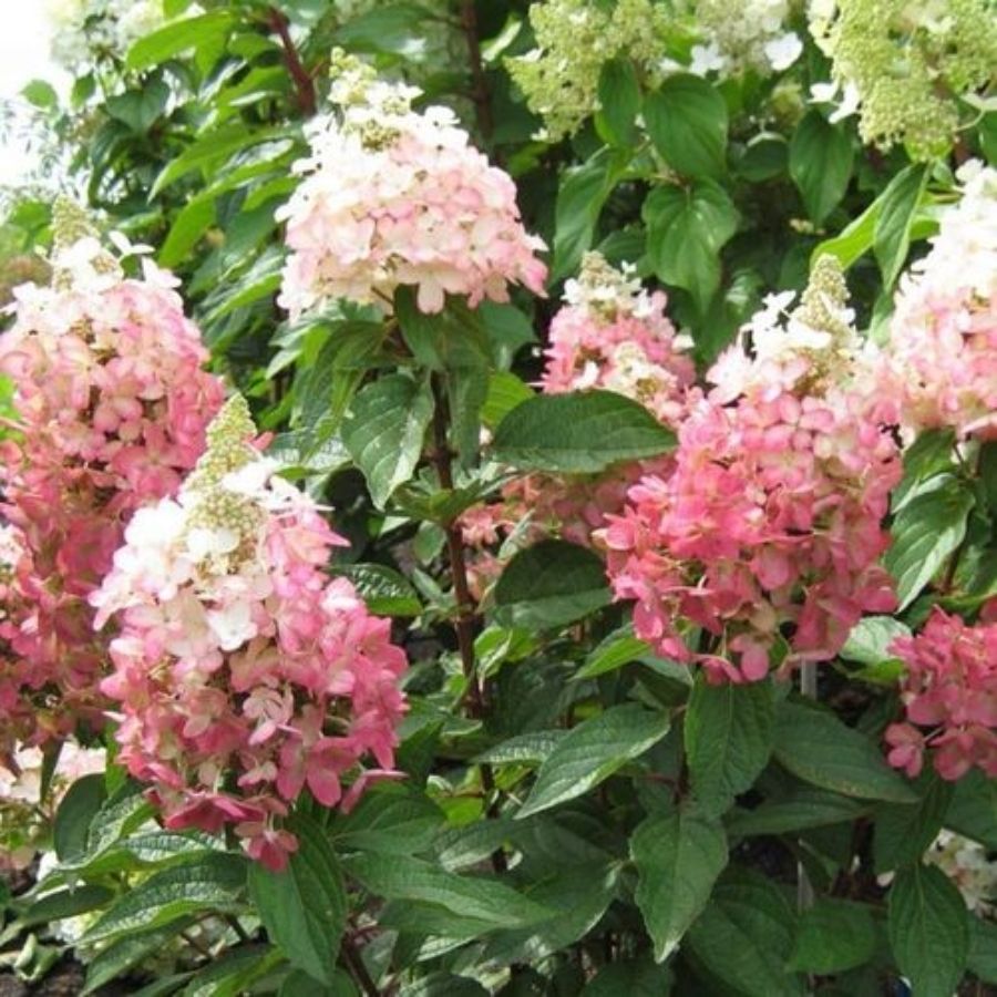 Гортензия метельчатая Мэджикал Везувио, С2 - Dolina-Sad.Ru