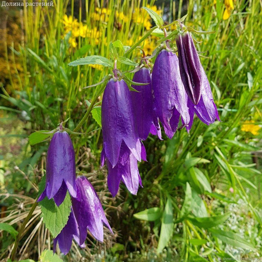 Колокольчик Сарастро - Dolina-Sad.Ru