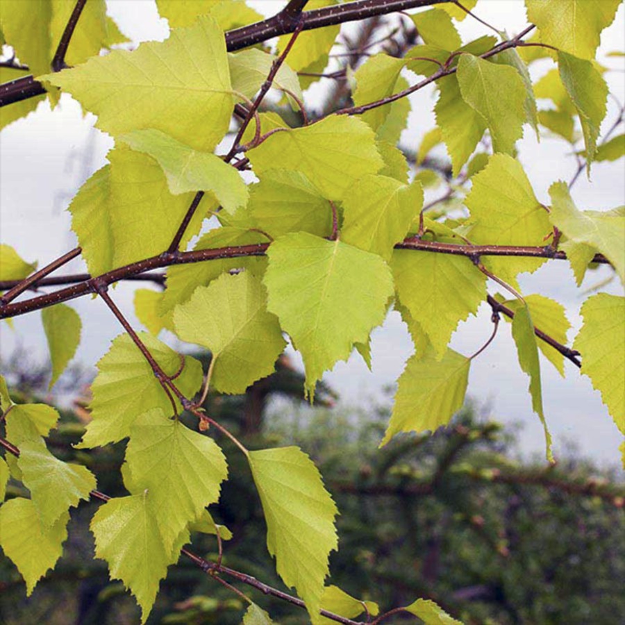 Береза повислая Шневердингер Гольдбирк - Dolina-Sad.Ru