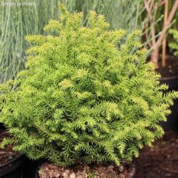Криптомерия японская Вилморин Голд фото