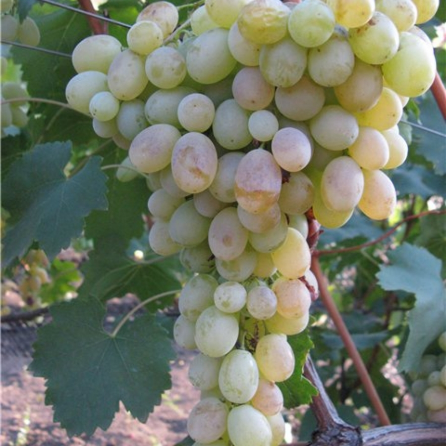 Виноград Афус Али - Dolina-Sad.Ru