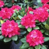 Рододендрон Пирс Американ Бьюти фото