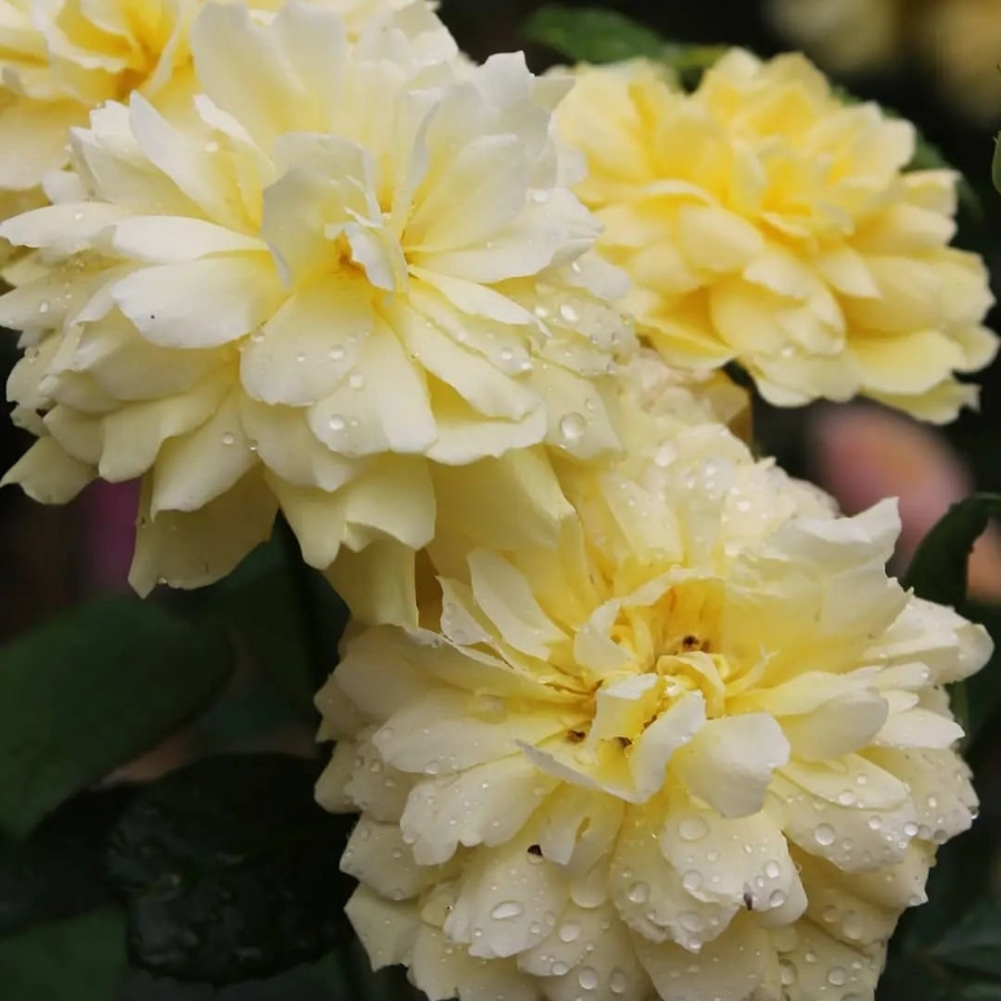 Роза Жоэль Маруани - Dolina-Sad.Ru