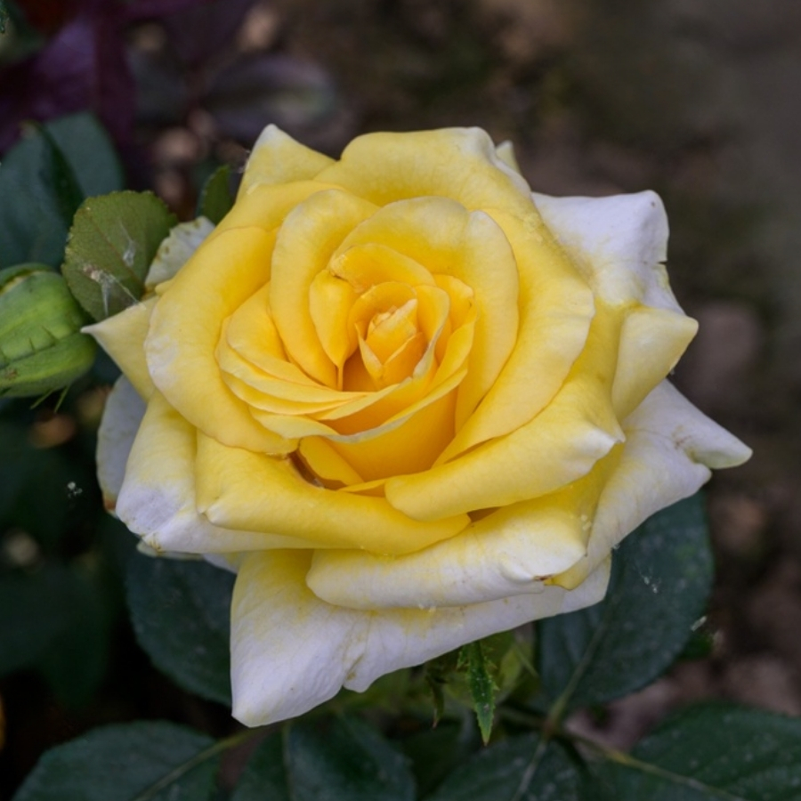 Роза Саммер - Dolina-Sad.Ru