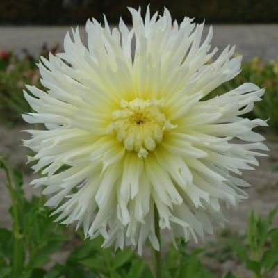 Георгина Айс Кристал - Dolina-Sad.Ru