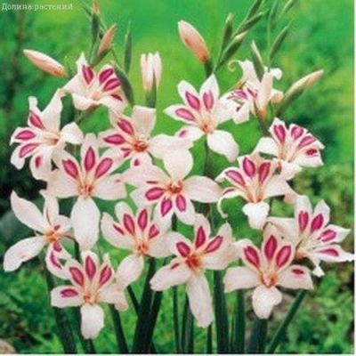 Гладиолус Эльвира (6 шт) Гладиолус Эльвира (6 шт) фото