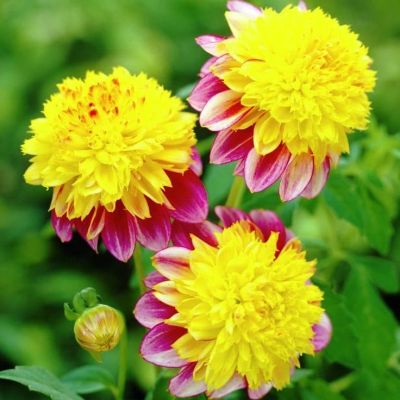 Георгина Буги Вуги Георгина Буги Вуги фото