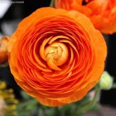 Ранункулюс Оранж за копейку! Ранункулюс Оранж за копейку! фото