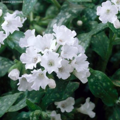 Медуница лекарственная Сиссингхерст Вайт - Dolina-Sad.Ru