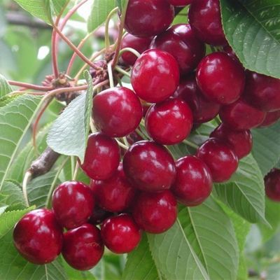 Черешня Свитхарт - Dolina-Sad.Ru