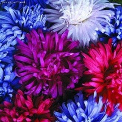 Астра Страусово Перо Астра Страусово Перо фото