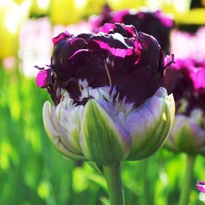 Тюльпан Блу Уоу Тюльпан Блу Уоу фото