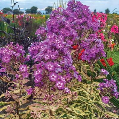 Флокс метельчатый Олимпус Флокс метельчатый Олимпус - Dolina-Sad.Ru