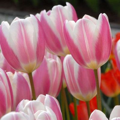 Тюльпан Эрли Сюрпрайз Тюльпан Эрли Сюрпрайз фото