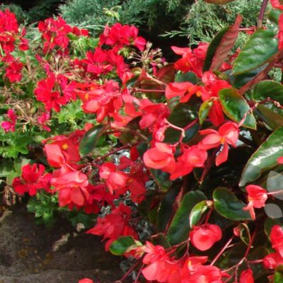 Бегония Драгон Винг Бегония Драгон Винг - Dolina-Sad.Ru