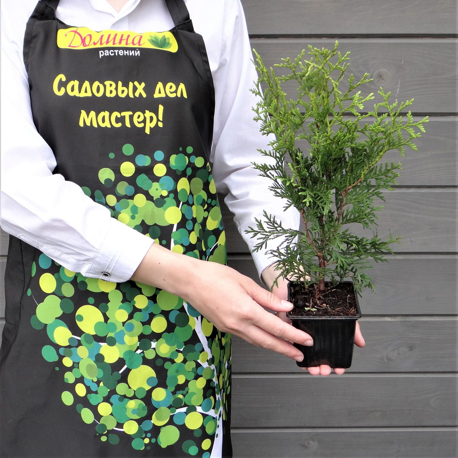 Туя западная Кинг оф Брабант Туя западная Кинг оф Брабант фото