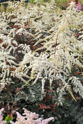 Астильба Моккачино Астильба Моккачино - Dolina-Sad.Ru