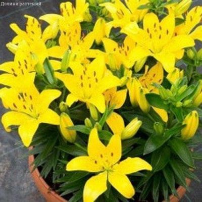 Лилия Голден Матрикс Лилия Голден Матрикс фото