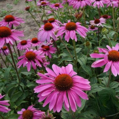 Эхинацея пурпурная Эхинацея пурпурная - Dolina-Sad.Ru
