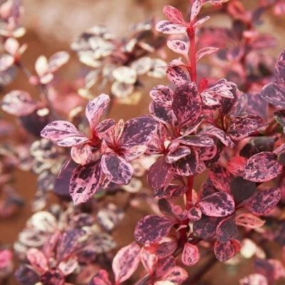 Барбарис Тунберга Инспирэйшн Барбарис Тунберга Инспирэйшн - Dolina-Sad.Ru