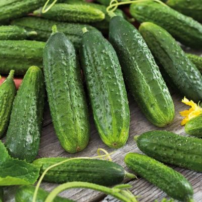 Огурец Хрустящий король F1 Огурец Хрустящий король F1 фото