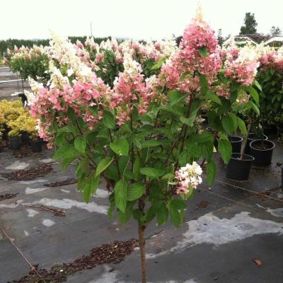 Гортензия метельчатая Пинки Винки на штамбе Гортензия метельчатая Пинки Винки на штамбе - Dolina-Sad.Ru