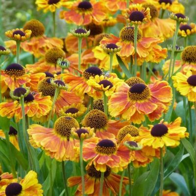 Гелениум Сахинс Эрли Фловерер Гелениум Сахинс Эрли Фловерер - Dolina-Sad.Ru