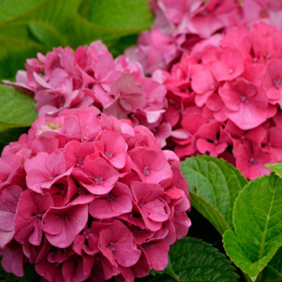 Гортензия крупнолистная Стайл Пинк Гортензия крупнолистная Стайл Пинк фото
