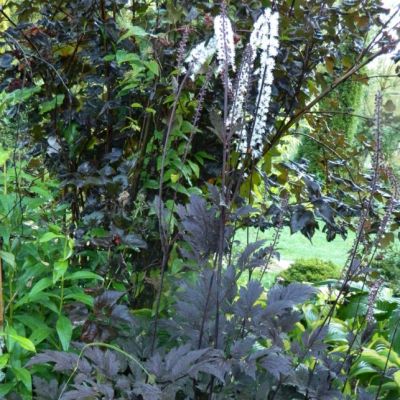 Цимицифуга Мисти Блю , С1,5 Цимицифуга Мисти Блю , С1,5 фото