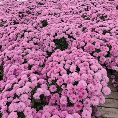 Хризантема мультифлора Пинк Хризантема мультифлора Пинк - Dolina-Sad.Ru