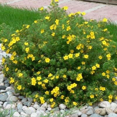 Лапчатка кустарниковая Кобольд, С3 Лапчатка кустарниковая Кобольд, С3 - Dolina-Sad.Ru