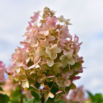 Гортензия метельчатая Би Хеппи Гортензия метельчатая Би Хеппи - Dolina-Sad.Ru