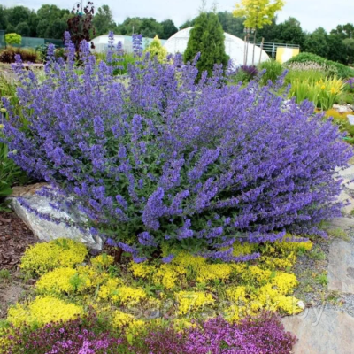 Котовник Фассена фото