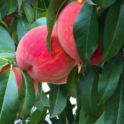 Персик Посол Мира Персик Посол Мира - Dolina-Sad.Ru