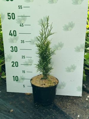 Туя западная Брайт Смарагд, С2 Туя западная Брайт Смарагд, С2 - Dolina-Sad.Ru