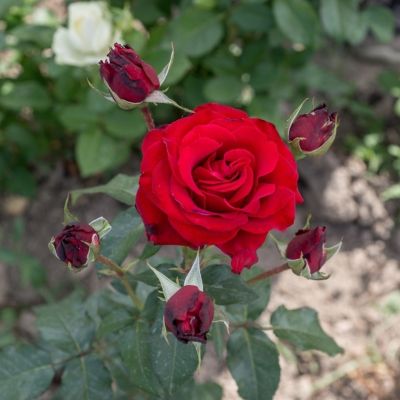 Роза Реал Манчестер - Dolina-Sad.Ru