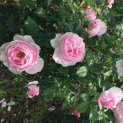 Роза Гартентрауме Роза Гартентрауме фото