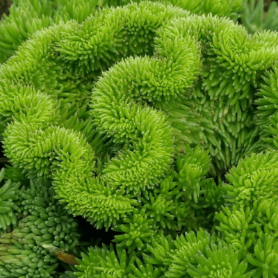 Седум отогнутый фото