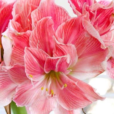 Амариллис Свит Нимф фото