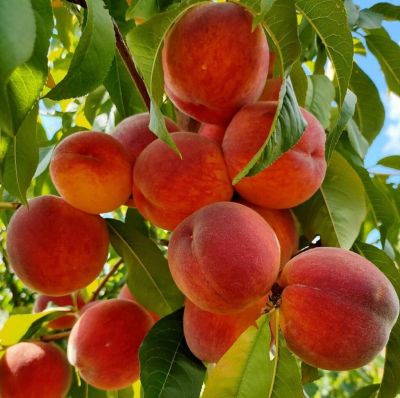Персик Посол Мира Персик Посол Мира - Dolina-Sad.Ru