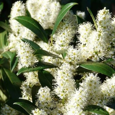 Лавровишня Забелиана - Dolina-Sad.Ru