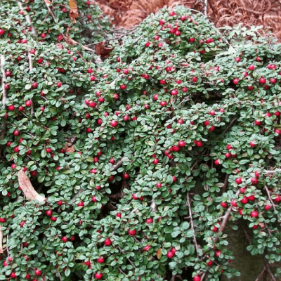 Кизильник лежачий стрейбс финдлинг Кизильник лежачий стрейбс финдлинг фото