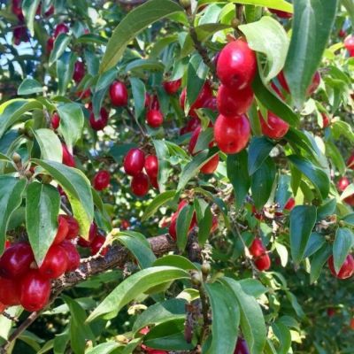 Кизил Елена Кизил Елена фото