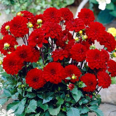 Георгина Сингер Георгина Сингер фото