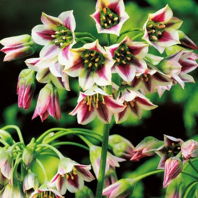 Нектароскордум Сикулум Нектароскордум Сикулум фото