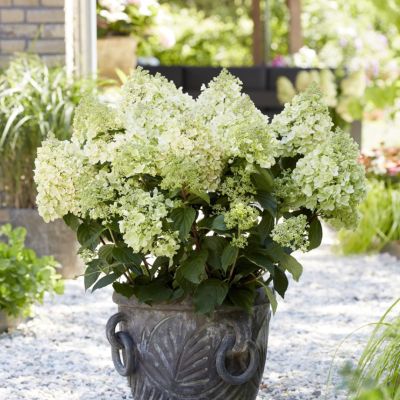 Гортензия метельчатая Би Хеппи Гортензия метельчатая Би Хеппи - Dolina-Sad.Ru