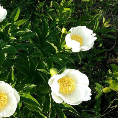 Пион Дублин Пион Дублин - Dolina-Sad.Ru