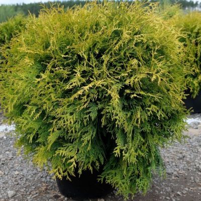 Туя западная Вотерфилд Туя западная Вотерфилд фото